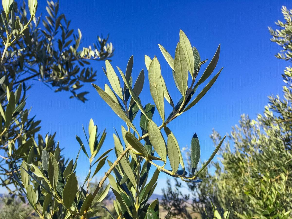 Agriturismo Le Vignacce Villa Santa Luce Dış mekan fotoğraf
